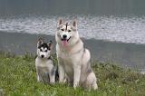 SIBERIAN HUSKY 1028